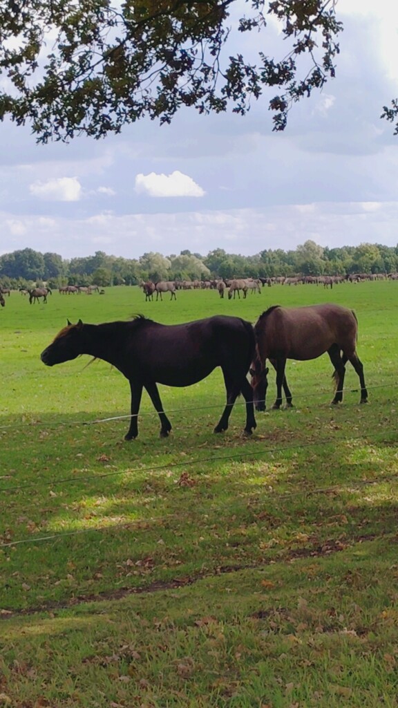 Wstęga Kociewia - Relacja z wizyty studyjnej w ramach projektu Horse Tourism For Everyone 23 Wstęga Kociewia - 549299045 1091957413046104 8824436662906883199 n
